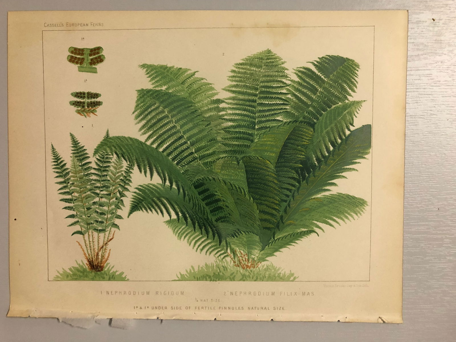 James Britten - Chromolithograph of European ferns 1879: This chromolithograph is from European Ferns by James Britten FLS. Published by Cassell, Petter, Galpin & Co. 1880. This antique print has large margins, perfect for mounting and framing. The plates i