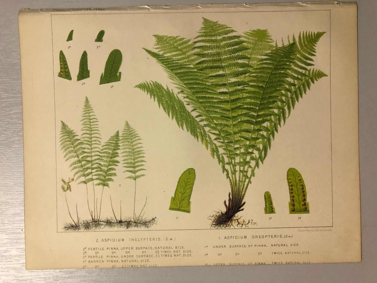 James Britten - Chromolithograph of European ferns 1879: This chromolithograph is from European Ferns by James Britten FLS. Published by Cassell, Petter, Galpin & Co. 1880. This antique print has large margins, perfect for mounting and framing. The plates i