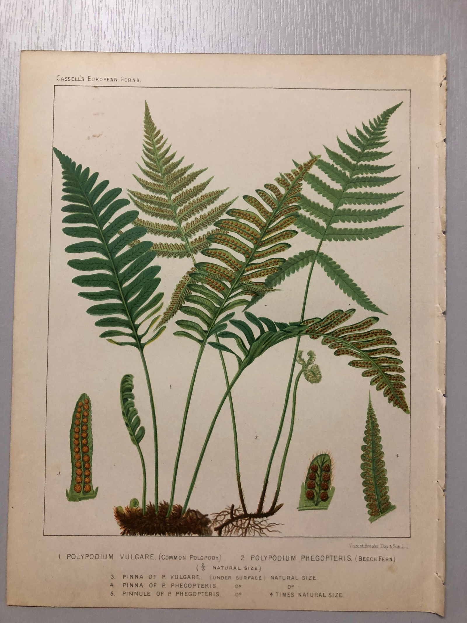 James Britten - Chromolithograph of European ferns 1879 (1 of 1)