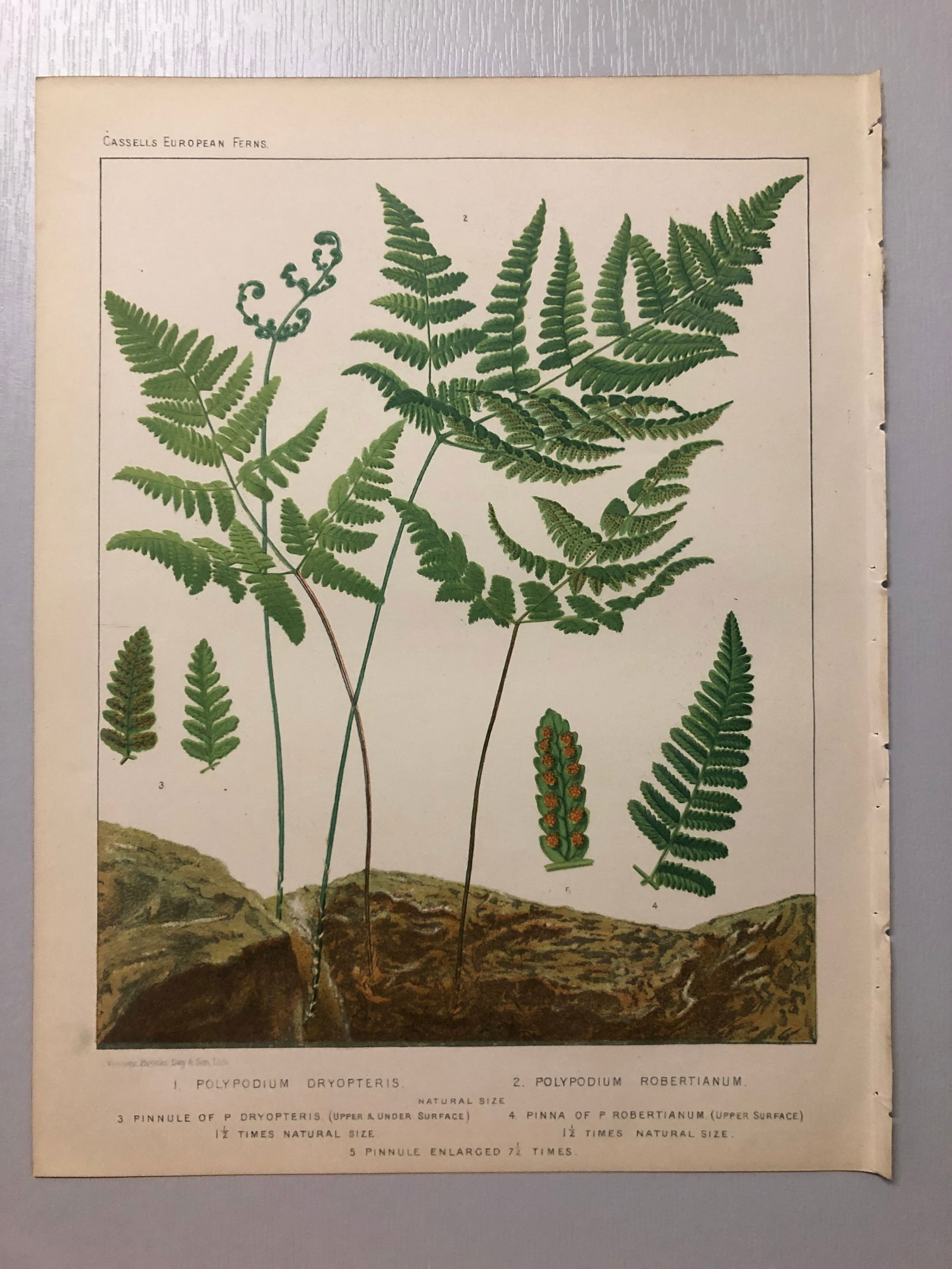 James Britten - Chromolithograph of European ferns 1879: This chromolithograph is from European Ferns by James Britten FLS. Published by Cassell, Petter, Galpin & Co. 1880. This antique print has large margins, perfect for mounting and framing. The plates i