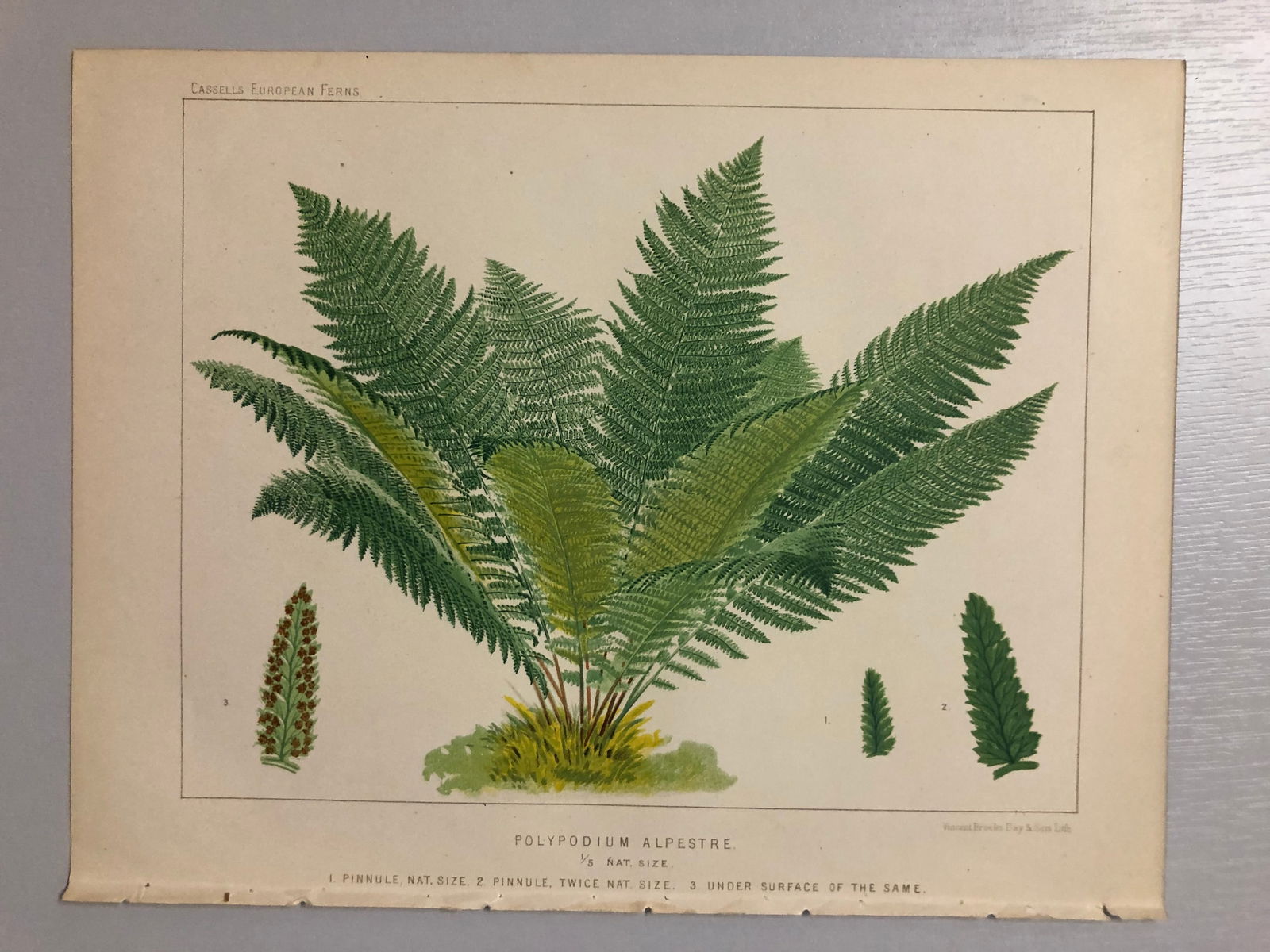 James Britten - Chromolithograph of European ferns 1879 (1 of 1)