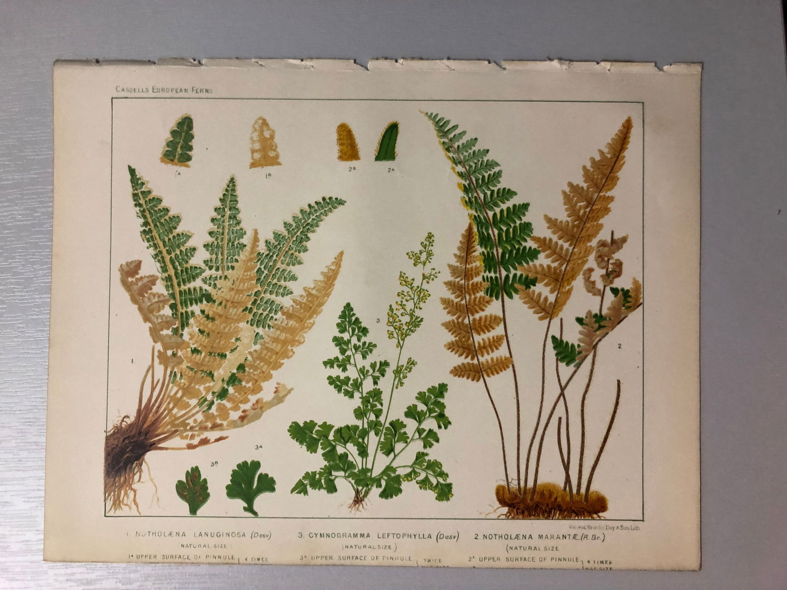 James Britten - Chromolithograph of European ferns 1879: This chromolithograph is from European Ferns by James Britten FLS. Published by Cassell, Petter, Galpin & Co. 1880. This antique print has large margins, perfect for mounting and framing. The plates i