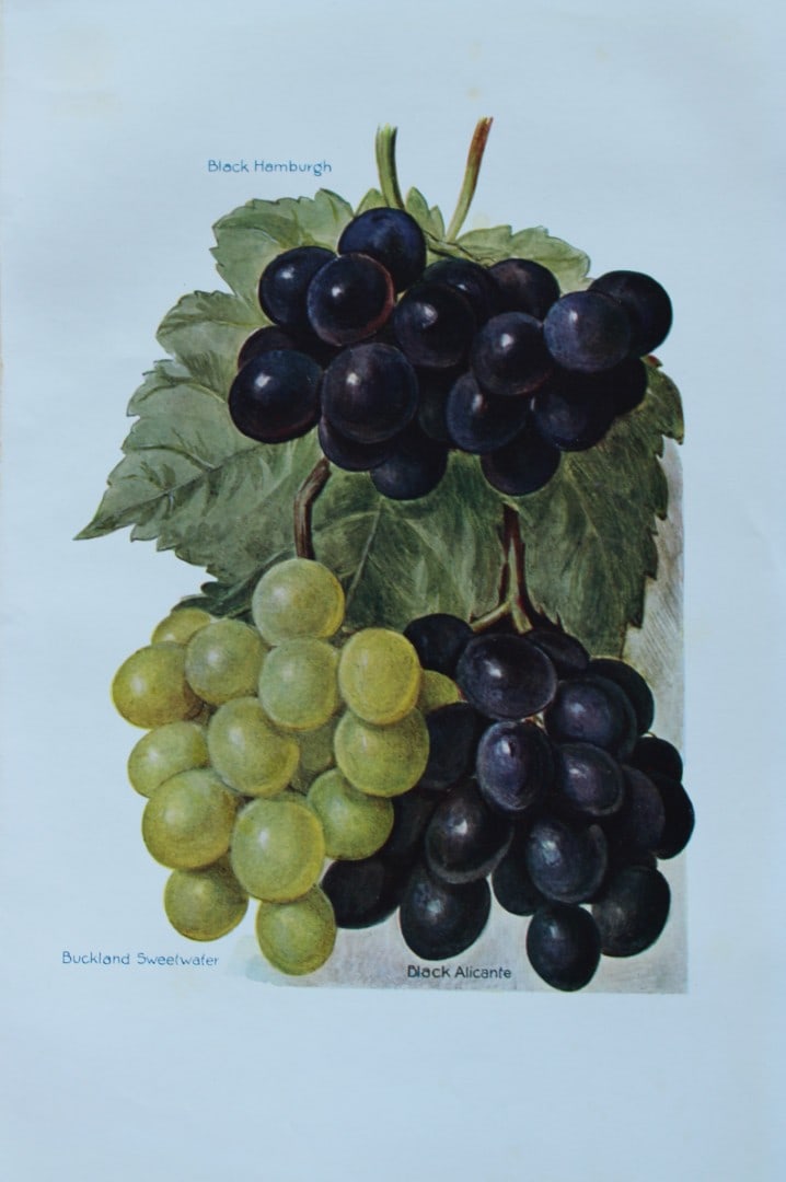 May Rivers - Grape varieties from the Fruit Grower's Guide 1924: This beautiful chromolithographed print is from the updated and revised work, The Fruit Grower?s Guide by Horace Wright, published in 1924. Horace Wright was the son of John Wright who first published