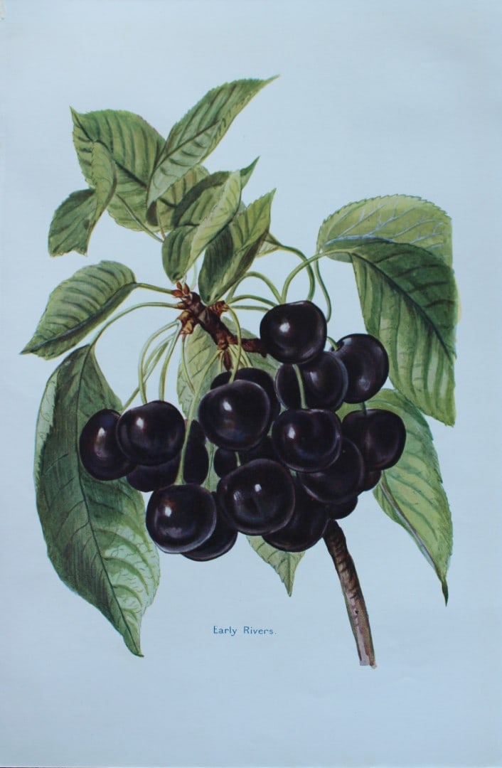 May Rivers - Cherry varieties from the Fruit Grower's Guide 1924: This beautiful chromolithographed print is from the updated and revised work, The Fruit Grower?s Guide by Horace Wright, published in 1924. Horace Wright was the son of John Wright who first published