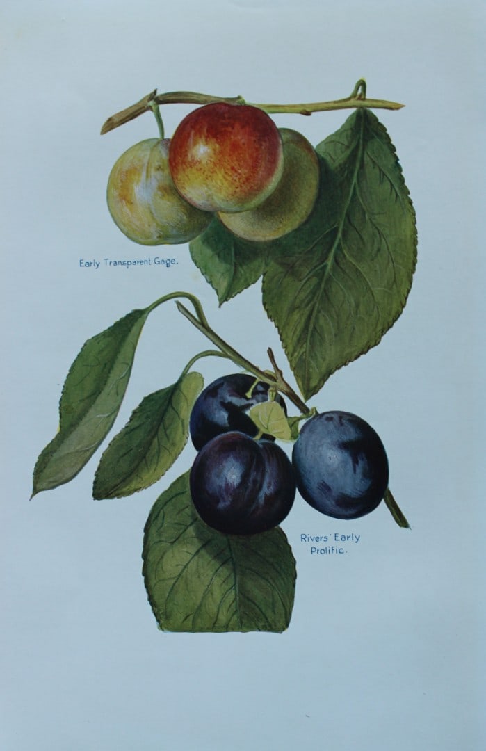 May Rivers - Plum varieties from the Fruit Grower's Guide 1924: This beautiful chromolithographed print is from the updated and revised work, The Fruit Grower?s Guide by Horace Wright, published in 1924. Horace Wright was the son of John Wright who first published