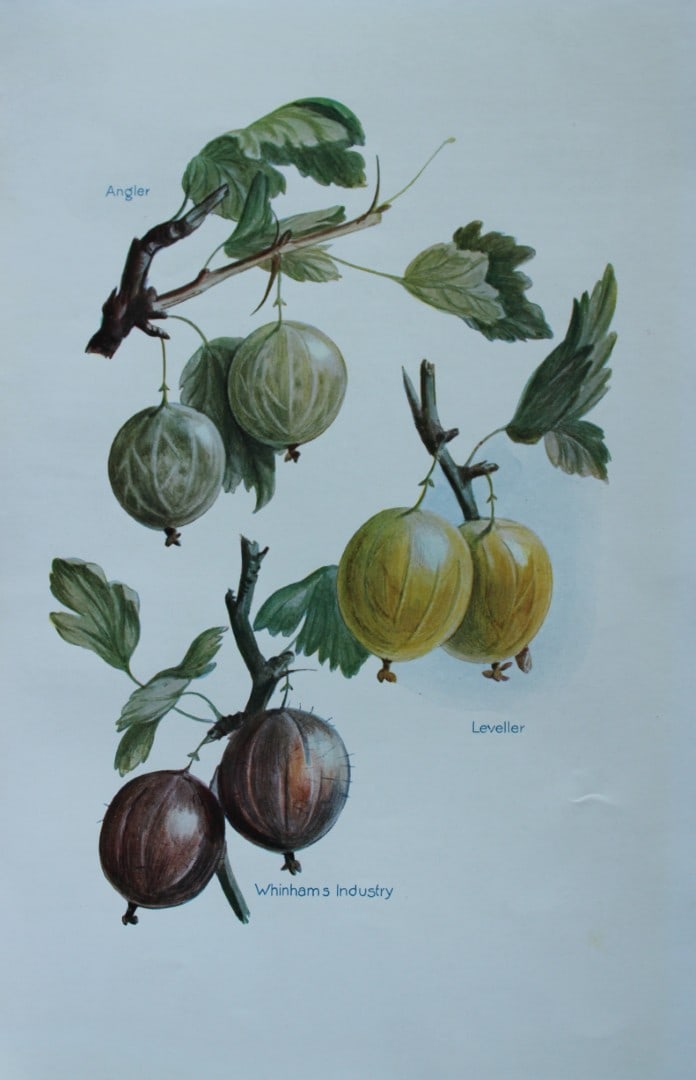 May Rivers - Gooseberry varieties from the Fruit Grower's Guide 1924 (1 of 1)