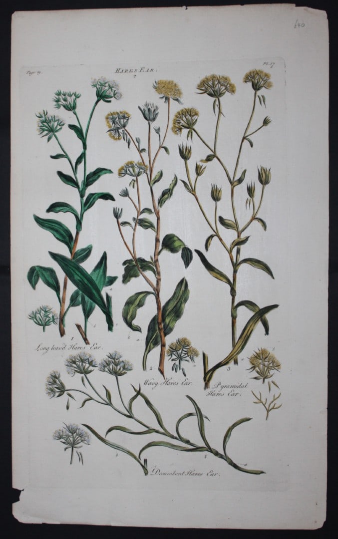 Sir John Hill - Engraving of Hares Ear from The Vegetable System 1770-75: This original hand-coloured copperplate engraving on handmade wove paper is from The Vegetable System. Or, The Internal Structure, and the Life of Plants by Sir John Hill. Published by the author, Lon