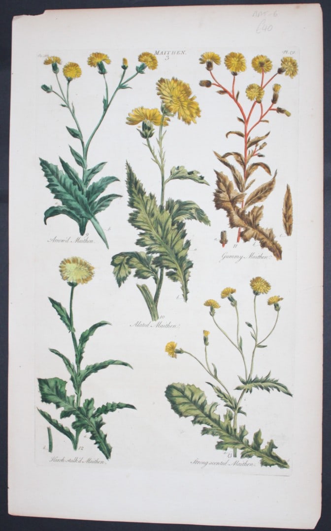 Sir John Hill - Engraving of Maithen Plant from The Vegetable System 1770-75: This original hand-coloured copperplate engraving on handmade wove paper is from The Vegetable System. Or, The Internal Structure, and the Life of Plants by Sir John Hill. Published by the author, Lon