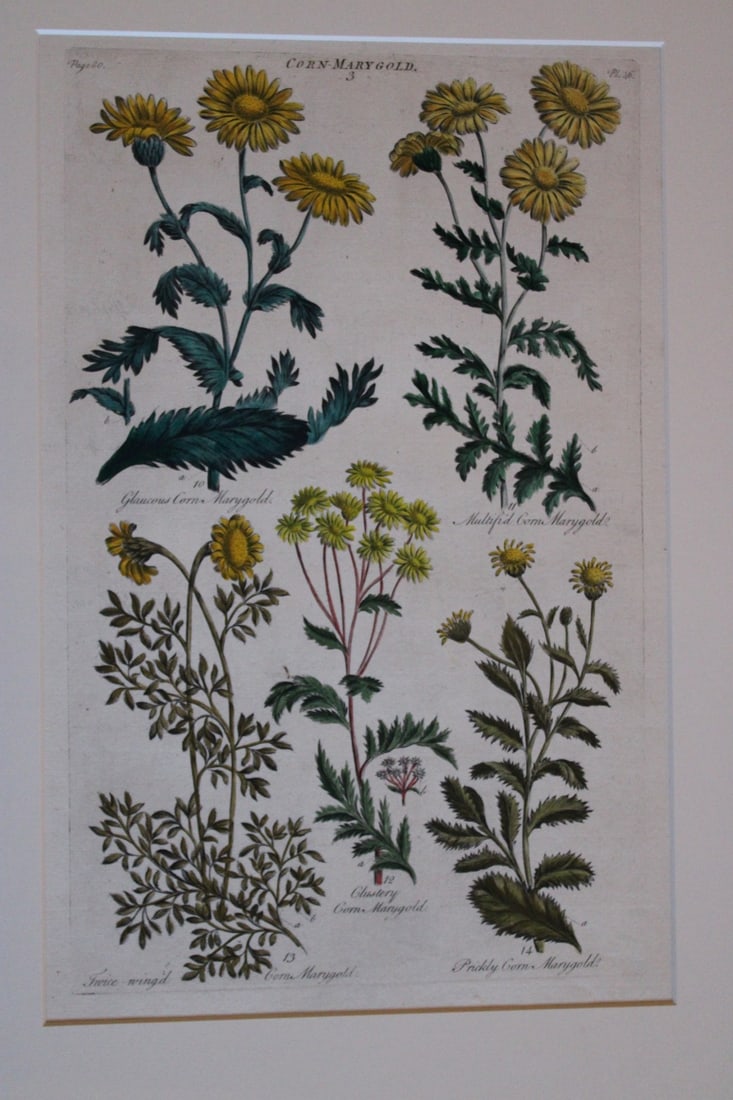Sir John Hill - Engraving of Marigold from The Vegetable System 1770-75 (1 of 1)