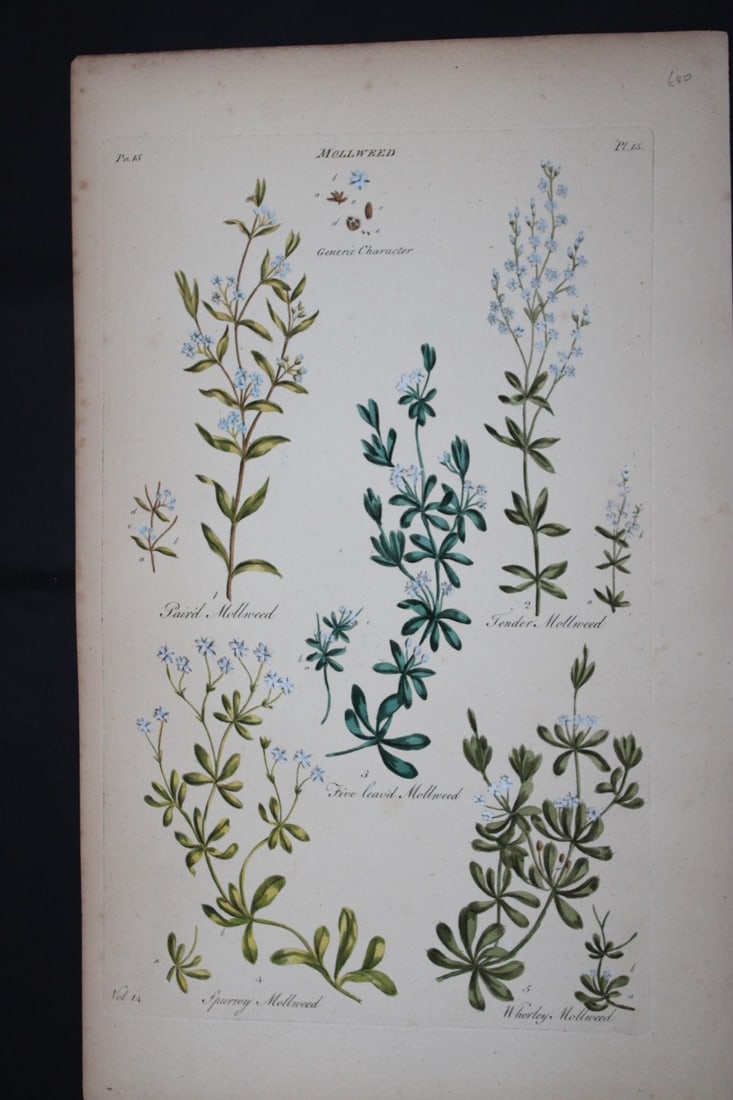 Sir John Hill - Engraving of Mollweed Plant from The Vegetable System 1770-75: This original hand-coloured copperplate engraving on handmade wove paper is from The Vegetable System. Or, The Internal Structure, and the Life of Plants by Sir John Hill. Published by the author, Lon