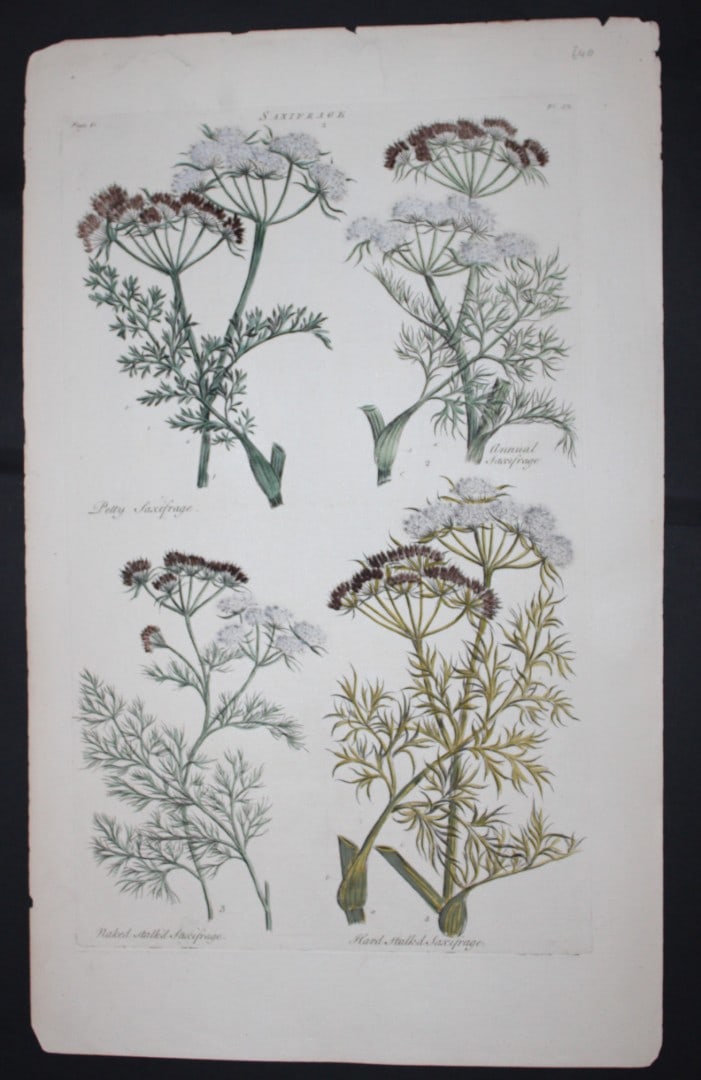 Sir John Hill - Engraving of Saxifrage from The Vegetable System 1770-75: This original hand-coloured copperplate engraving on handmade wove paper is from The Vegetable System. Or, The Internal Structure, and the Life of Plants by Sir John Hill. Published by the author, Lon