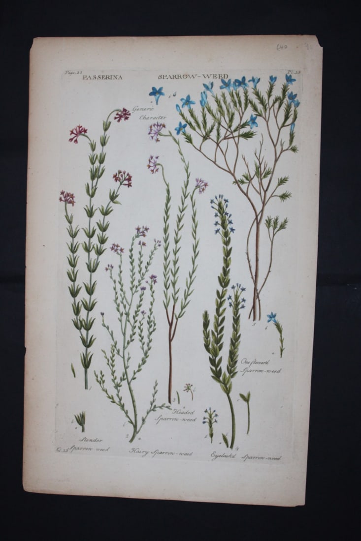 Sir John Hill - Engraving of Sparrow-weed from The Vegetable System 1770-75 (1 of 1)