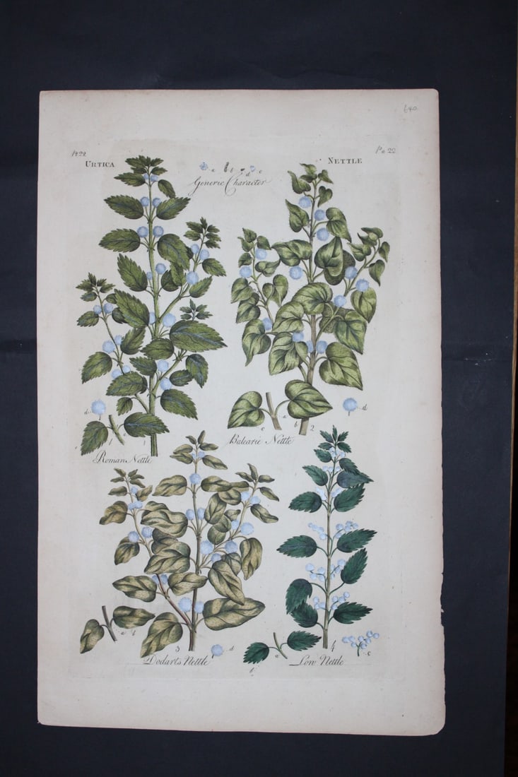 Sir John Hill - Engraving of Nettles from The Vegetable System 1770-75: This original hand-coloured copperplate engraving on handmade wove paper is from The Vegetable System. Or, The Internal Structure, and the Life of Plants by Sir John Hill. Published by the author, Lon