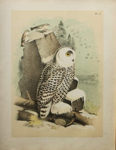 Jacob Studer - Snowy Owl by Theodore Jasper 1888: We are delighted to offer these brilliantly colored chromolithographs from The Birds of America: Drawn and Colored from Nature by Jacob H. Studer. Published under the auspices of The Natural Science A