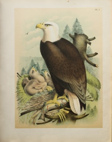 Jacob Studer - Bald Eagle by Theodore Jasper 1888 (1 of 1)
