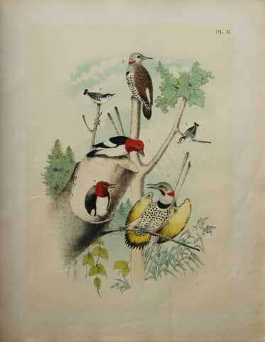 Jacob Studer - Woodpeckers and Nuthatch by Theodore Jasper 1888 (1 of 1)