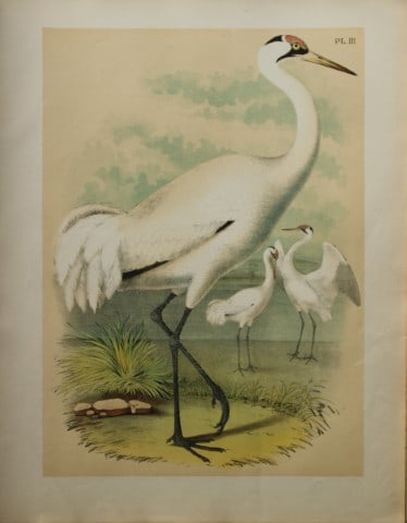 Jacob Studer - White Crane by Theodore Jasper 1888: We are delighted to offer these brilliantly colored chromolithographs from The Birds of America: Drawn and Colored from Nature by Jacob H. Studer. Published under the auspices of The Natural Science A