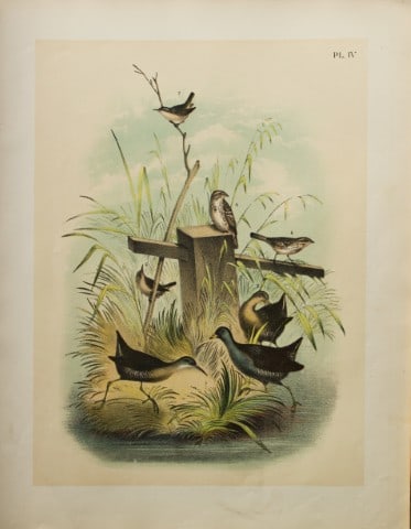 Jacob Studer - Rails and Sparrows by Theodore Jasper 1888: We are delighted to offer these brilliantly colored chromolithographs from The Birds of America: Drawn and Colored from Nature by Jacob H. Studer. Published under the auspices of The Natural Science A