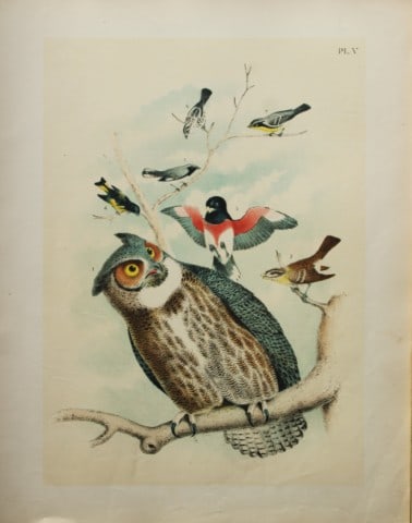 Jacob Studer - Great Horned Owl and song birds by Theodore Jasper 1888: We are delighted to offer these brilliantly colored chromolithographs from The Birds of America: Drawn and Colored from Nature by Jacob H. Studer. Published under the auspices of The Natural Science A