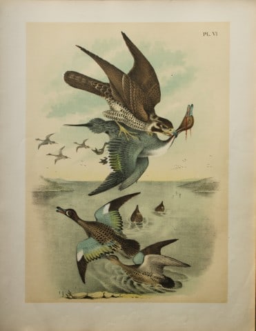 Jacob Studer - Wandering Falcon, Teal and Pintail Duck by Theodore Jasper 1888 (1 of 1)