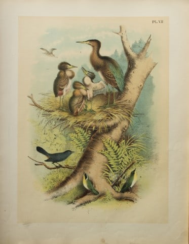 Jacob Studer - Green Heron, Catbird etc by Theodore Jasper 1888: We are delighted to offer these brilliantly colored chromolithographs from The Birds of America: Drawn and Colored from Nature by Jacob H. Studer. Published under the auspices of The Natural Science A