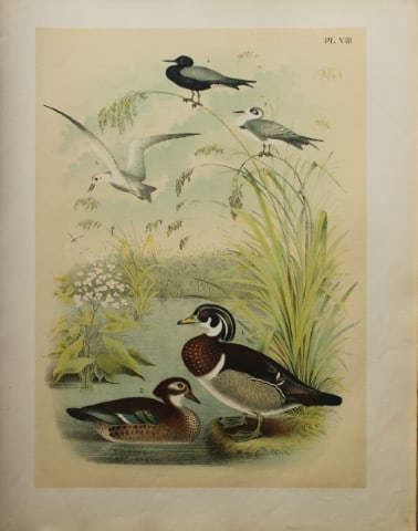Jacob Studer - Summer Duck and Terns by Theodore Jasper 1888 (1 of 1)