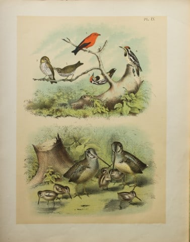 Jacob Studer - Woodcock, Woodpecker etc by Theodore Jasper 1888 (1 of 1)