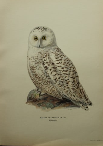 M. von Wright - Folio lithograph of Snowy Owl 1924 (1 of 1)