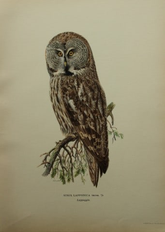 M. von Wright - Folio lithograph of Lappish Owl 1924 (1 of 1)