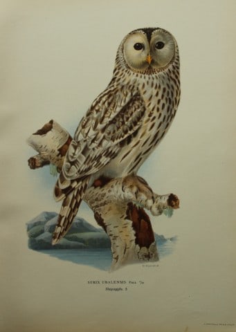 M. von Wright - Folio lithograph of Ural Owl 1924 (1 of 1)