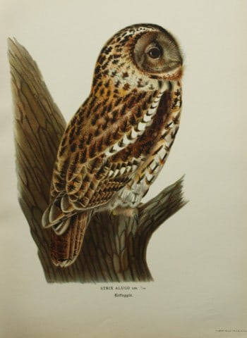 M. von Wright - Folio lithograph of Brown Owl 1924 (1 of 1)