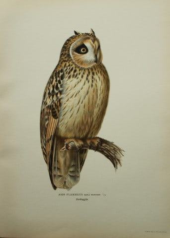 M. von Wright - Folio lithograph of Short-eared Owl 1924 (1 of 1)