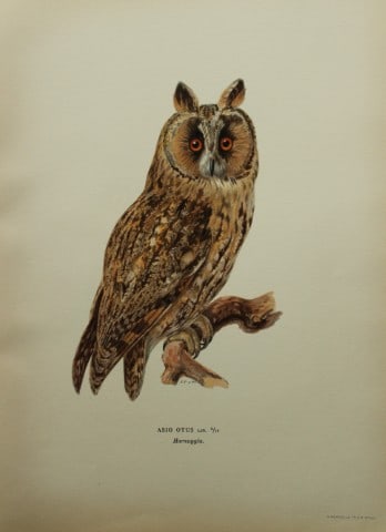 M. von Wright - Folio lithograph of Long-eared Owl 1924 (1 of 1)