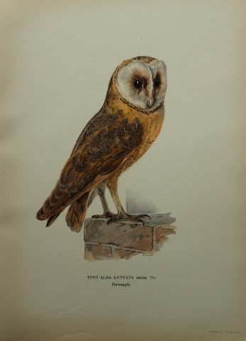 M. von Wright - Folio lithograph of Barn Owl 1924 (1 of 1)