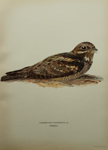 M. von Wright - Folio lithograph of Goatsucker or Nightjar 1924 (1 of 1)