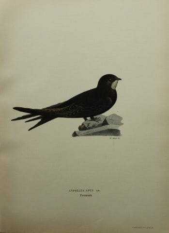M. von Wright - Folio lithograph of Swift 1924 (1 of 1)