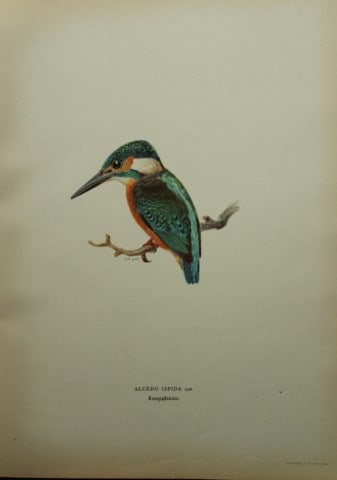 M. von Wright - Folio lithograph of Kingfisher 1924 (1 of 1)