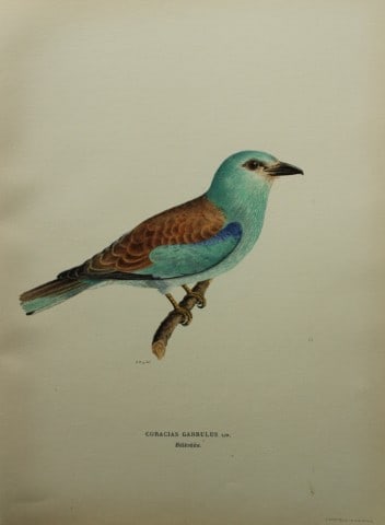 M. von Wright - Folio lithograph of European Roller 1924 (1 of 1)
