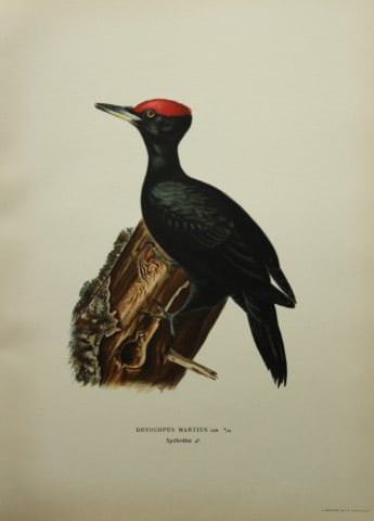 M. von Wright - Folio lithograph of Black Woodpecker 1924 (1 of 1)