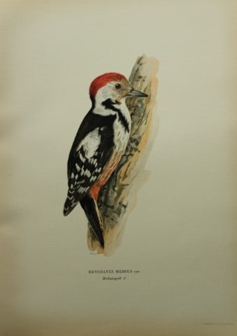M. von Wright - Folio lithograph of Middle Spotted Woodpecker 1924 (1 of 1)