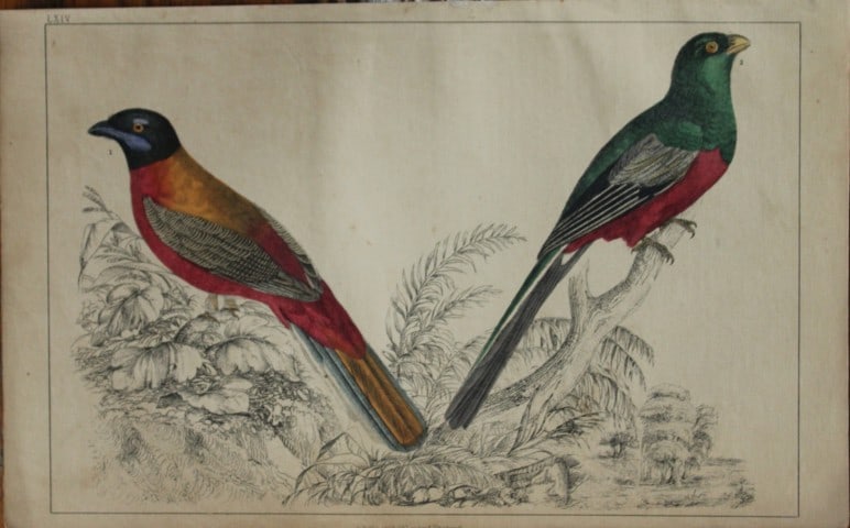 Oliver Goldsmith - Engraving of Trogons 1850: This hand-coloured copper-plate engraving is from A History of the Earth and Animated Nature by Oliver Goldsmith (1728-1774) published by A. Fullarton, London 1850. This work sought to draw together v