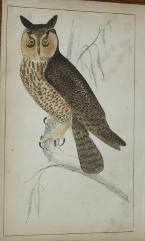 Oliver Goldsmith - Engraving of Long-eared Owl 1850: This hand-coloured copper-plate engraving is from A History of the Earth and Animated Nature by Oliver Goldsmith (1728-1774) published by A. Fullarton, London 1850. This work sought to draw together v