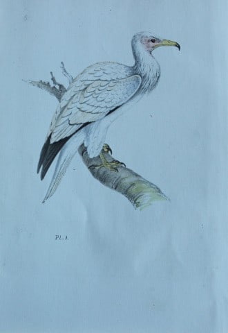HL Meyer - Chromolithograph of Egyptian Vulture 1857 (1 of 1)