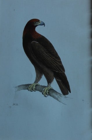 HL Meyer - Chromolithograph of Golden Eagle 1857 (1 of 1)