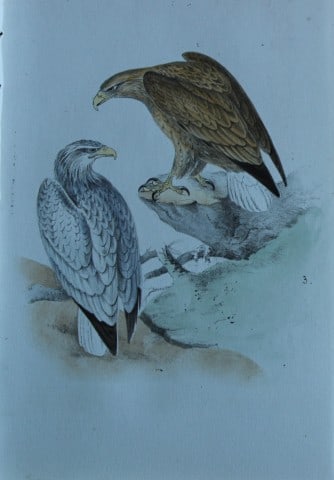 HL Meyer - Chromolithograph of White-tailed Eagle 1857 (1 of 1)