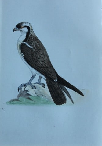HL Meyer - Chromolithograph of Osprey 1857 (1 of 1)