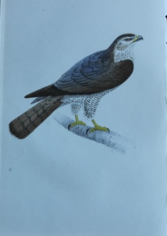 HL Meyer - Chromolithograph of Goshawk 1857 (1 of 1)