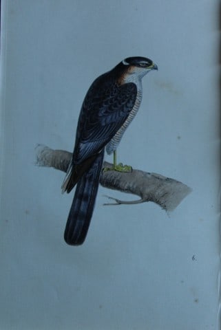 HL Meyer - Chromolithograph of Sparrow Hawk 1857 (1 of 1)
