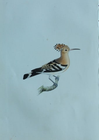 HL Meyer - Chromolithograph of Hoopoe 1857 (1 of 1)
