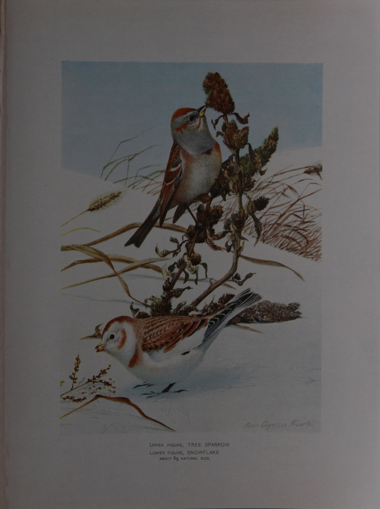 L Agassiz Fuertes - Chromolithograph of Tree Sparrow and Snowflake from Birds of New York 1903: This original antique chromolithograph is by Louis Agassiz Fuertes for The Forest, Fish and Game Commission, Albany, New York 1903.Size: approximately 9.5in x 12in